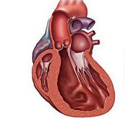 Differentiated search for disease in a patient with hyperthyroisis with a prevailing syndrome of cardiovascular disorders. Clinical case