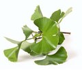 The Use of Ginkgo Biloba Extract in the System of Rehabilitation of Stroke Patients