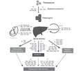 The role of miRNAs in the development of hepatobiliary diseases
