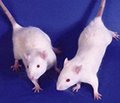 Opportunities for modeling brain ischemia in small animals