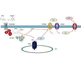 Порушення смаку в дітей з ожирінням: генетичні аспекти рецепції