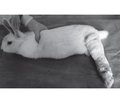 Animal models of immobilization contractures. Overview of methods and trends