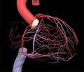 Таламические инфаркты в бассейне артерии Percheron: клиника и диагностика